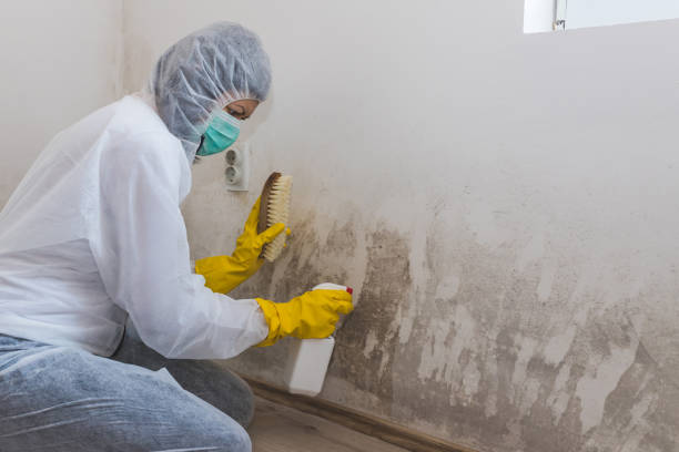 Best Commercial Mold Inspection  in Rosenberg, TX