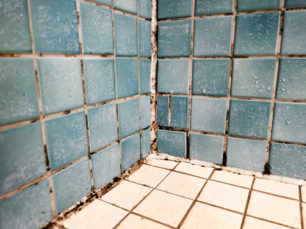 Best Mold Remediation for Healthcare Facilities  in Rosenberg, TX
