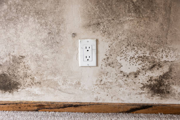 Rosenberg, TX Mold Removal Company