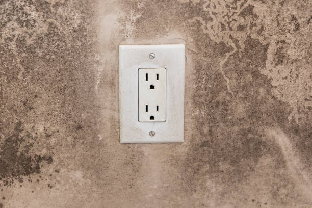 Best Mold Damage Restoration  in Rosenberg, TX