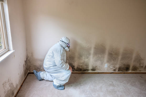 Biohazard Mold Removal in Rosenberg, TX