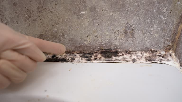 Best Mold-Related Health Consultation  in Rosenberg, TX